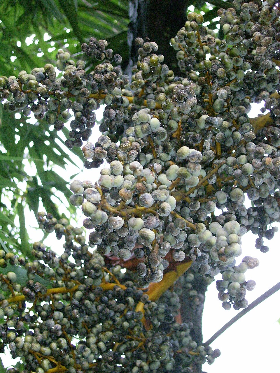 Trachycarpus fortunei (windmill palm) (alternate view 9)