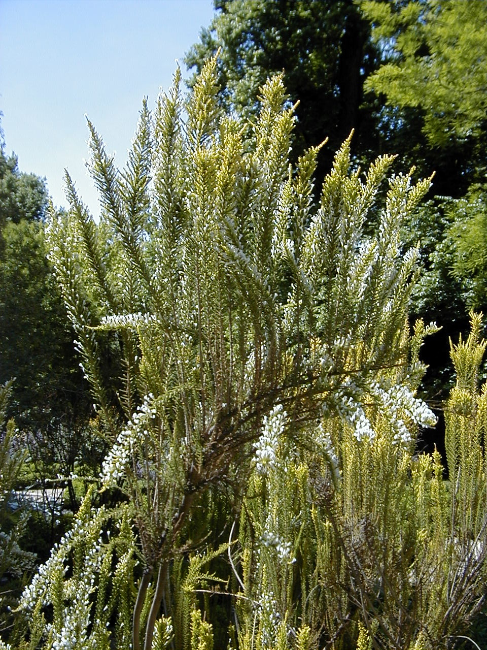 Fabiana imbricata (Pichi) (alternate view 9)