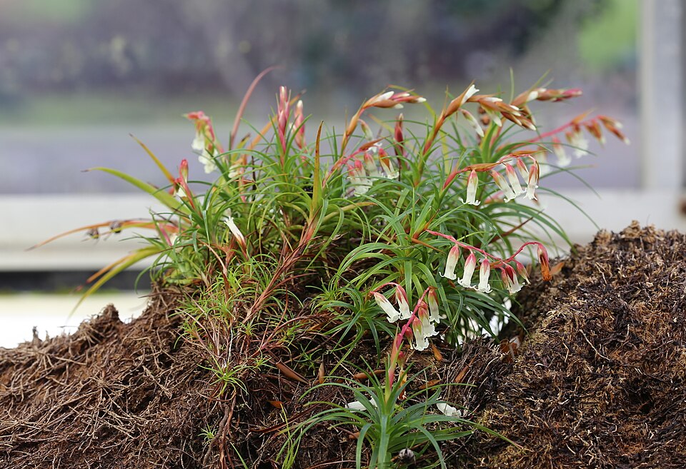 Dracophyllum secundum (necklace heath) (alternate view 5)