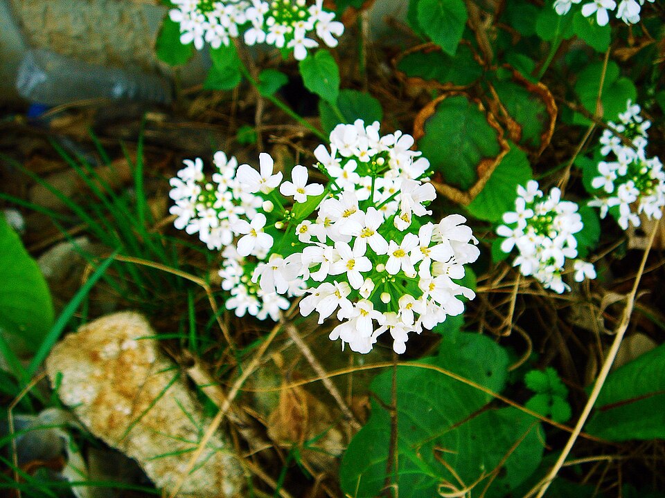 Pachyphragma macrophyllum (giant spring brassica) (alternate view 6)