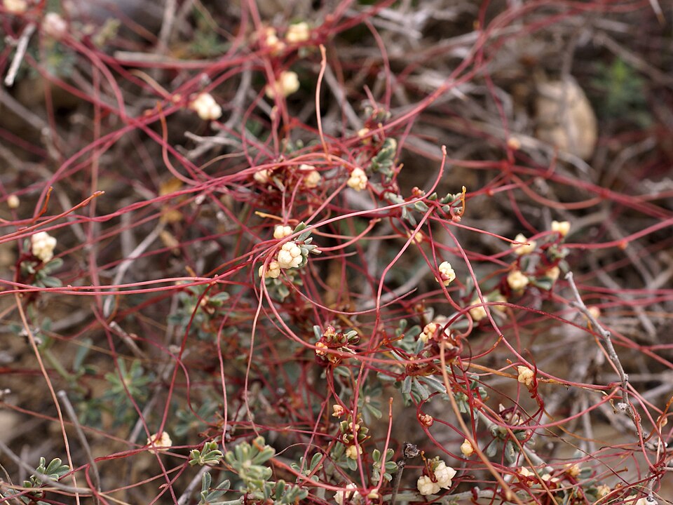 Cuscuta epithymum (Clover Dodder)