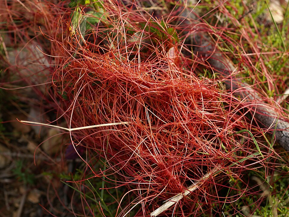 Cuscuta epithymum (Clover Dodder)