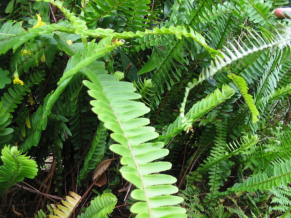 Nephrolepis cordifolia (Fishbone Fern)
