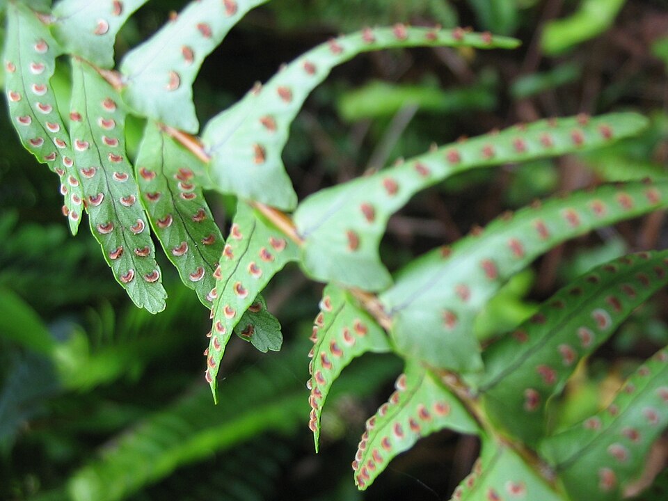 Nephrolepis cordifolia (Fishbone Fern)
