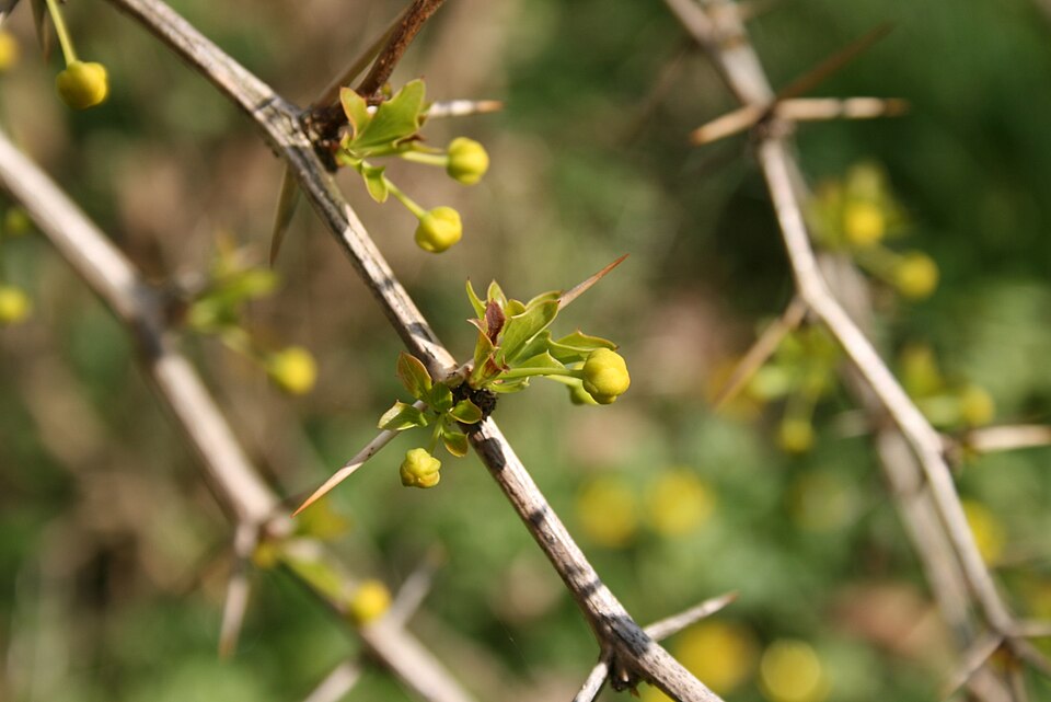 Berberis darwinii (Darwin's barberry) (alternate view 10)