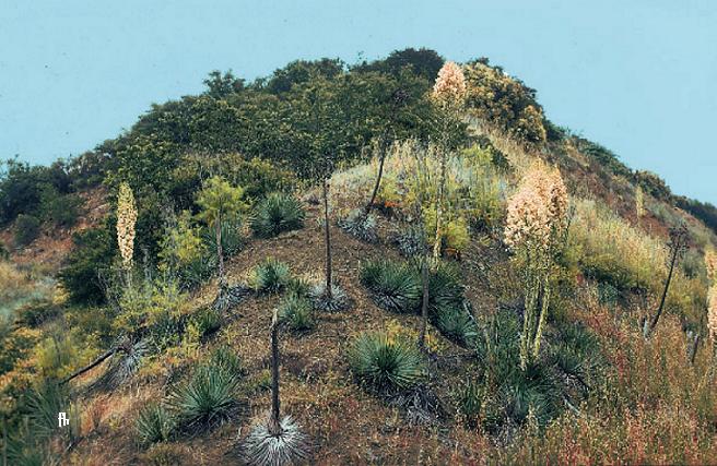 Hesperoyucca whipplei (chaparral yucca)