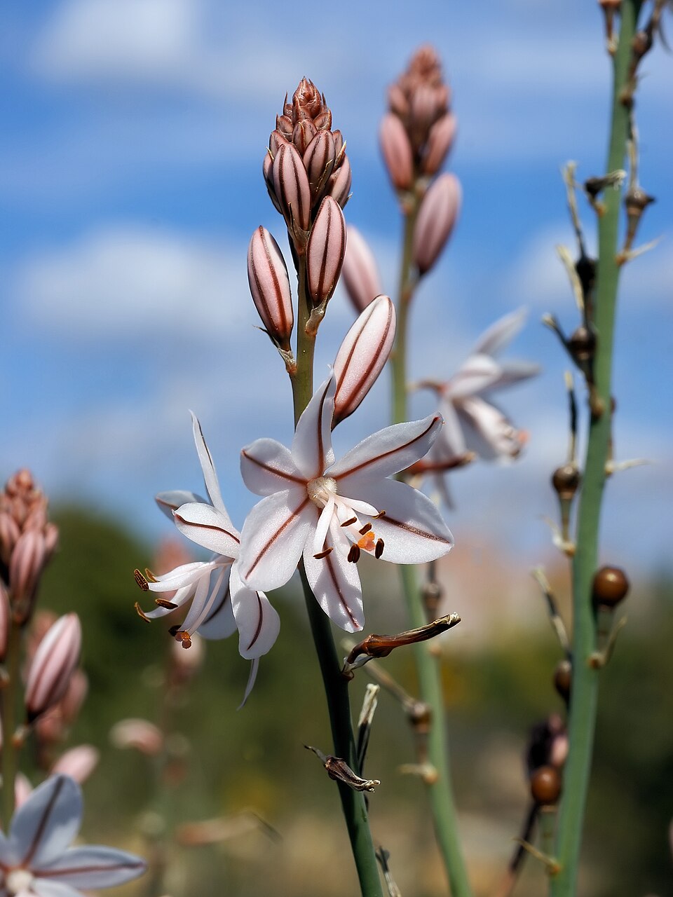 Asphodelus fistulosus (Onion-Leafed Asphodel) (alternate view 6)