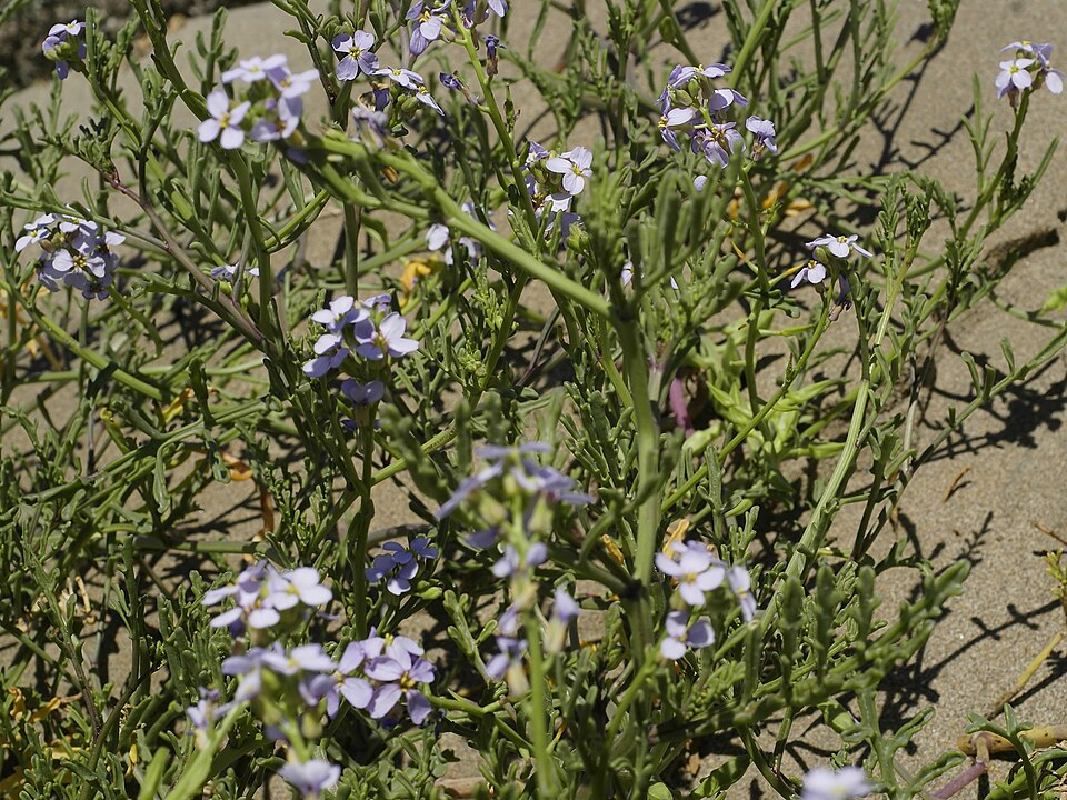 Cakile maritima (European Searocket)