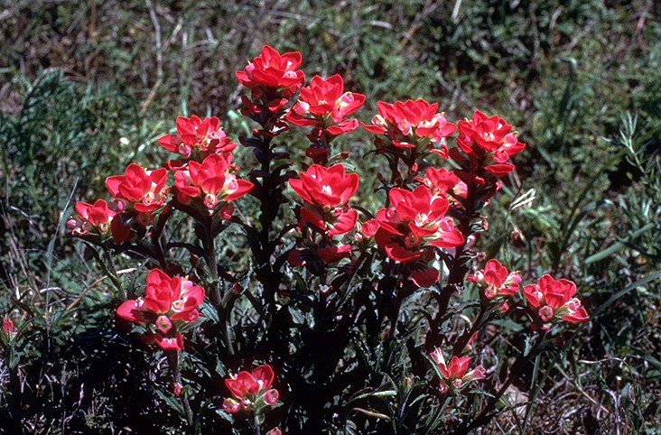 Castilleja indivisa (Texas Paintbrush)