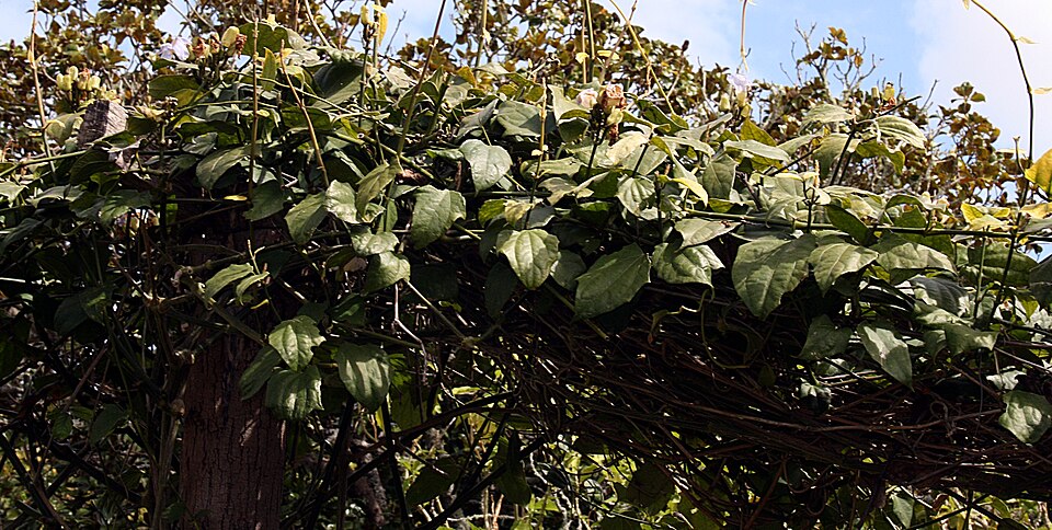 Thunbergia grandiflora (Sky Vine) (alternate view 4)