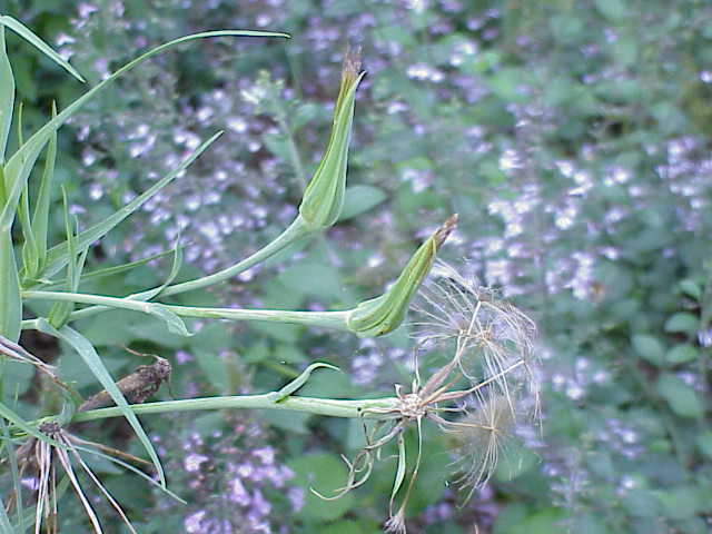 Tragopogon porrifolius (purple salsify)
