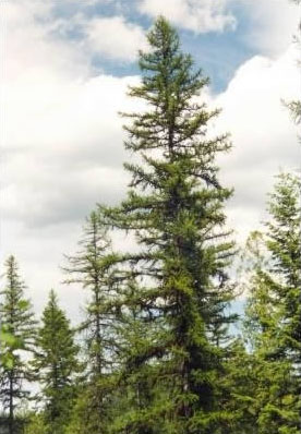 Larix occidentalis (Western Larch) (alternate view 6)