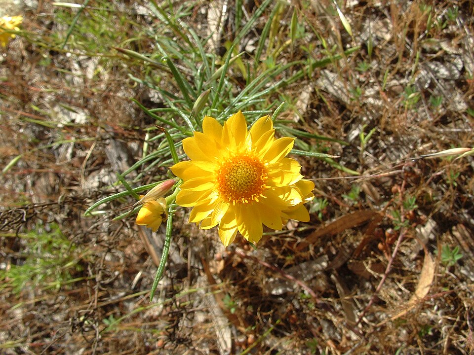 Xerochrysum viscosum (sticky everlasting)