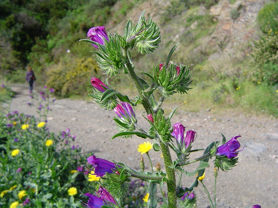 Echium plantagineum (purple viper's-bugloss)