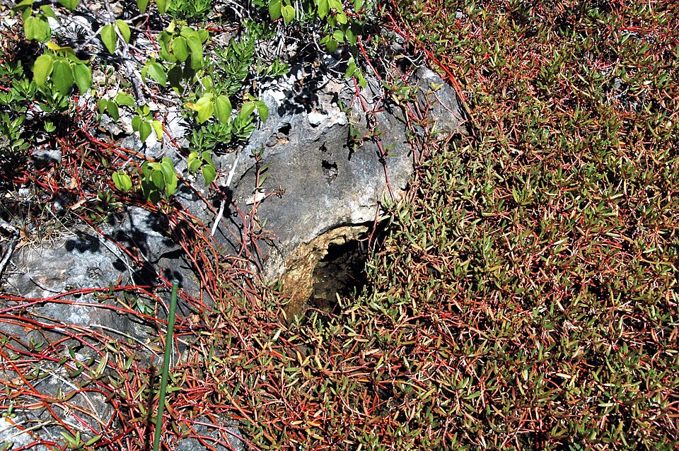 Sesuvium portulacastrum (sea purslane) (alternate view 6)