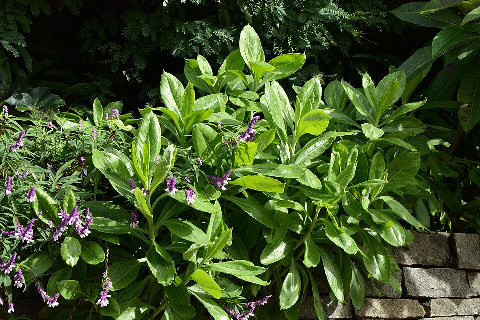Salvia leucantha (Mexican Bush Sage) (alternate view 7)