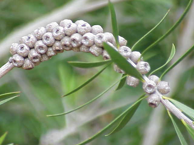 Melaleuca linearis (Narrow-leaved Bottlebrush) (alternate view 6)
