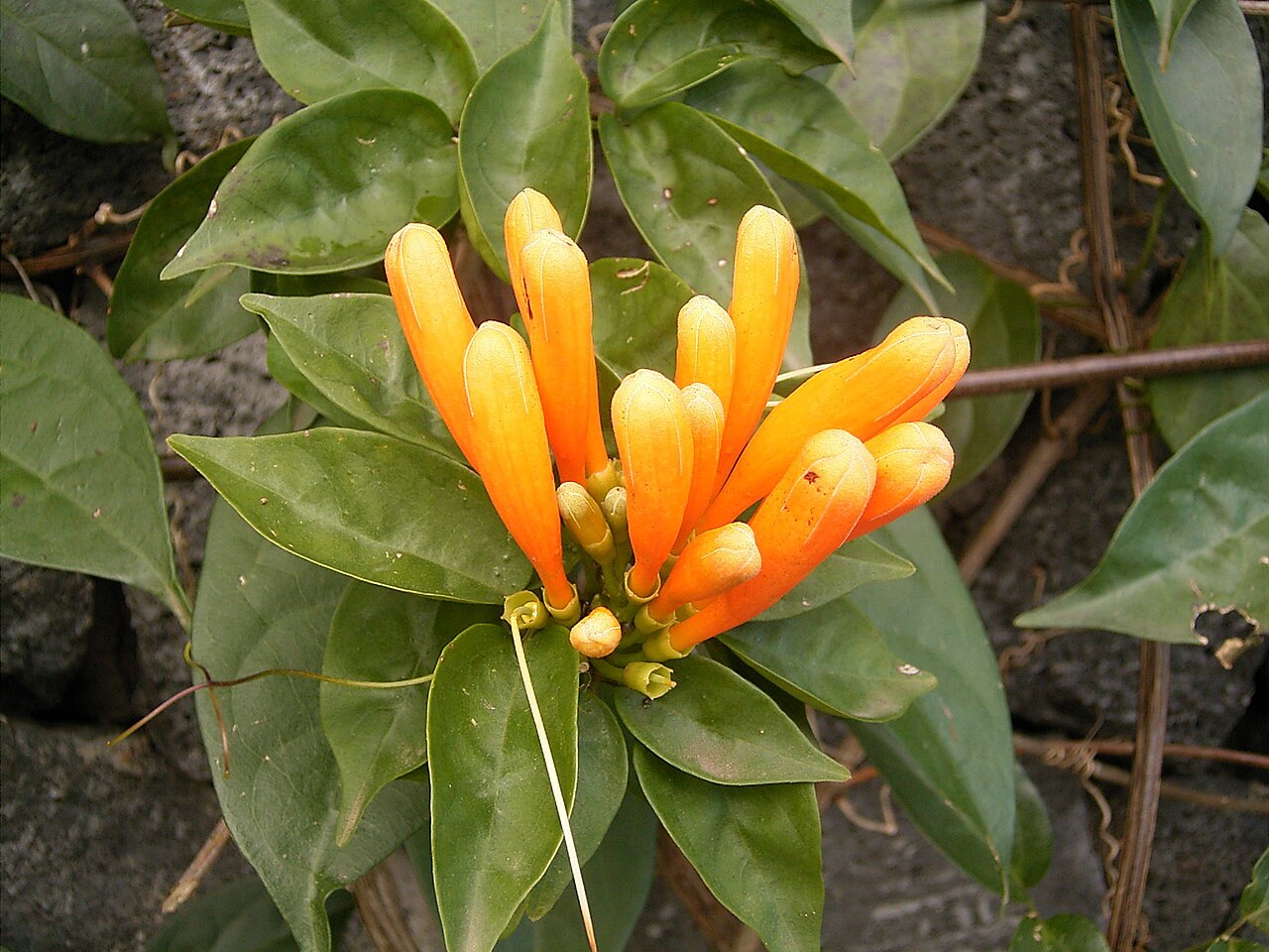 Pyrostegia venusta, Flame vine — climbing evergreen (Bignoniaceae) (image 2 of 10)