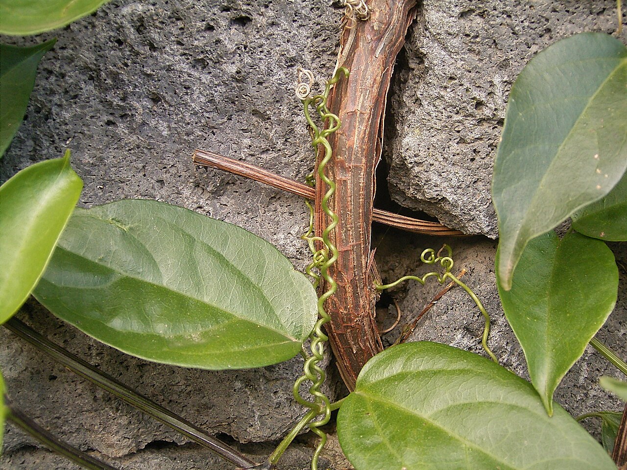 Pyrostegia venusta, Flame vine — climbing evergreen (Bignoniaceae) (image 3 of 10)