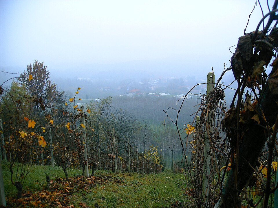 Vitis (grapevines) (alternate view 2)