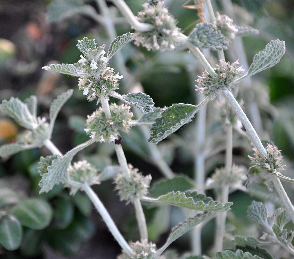 Marrubium incanum (alternate view 13)