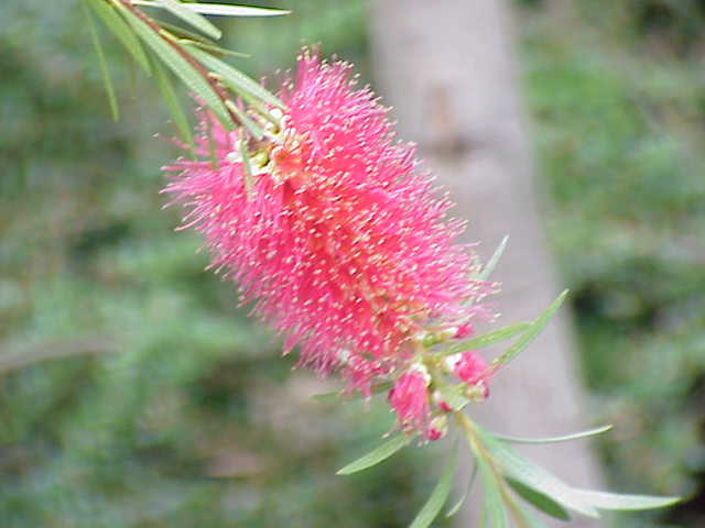 Melaleuca linearis (Narrow-leaved Bottlebrush) (alternate view 7)
