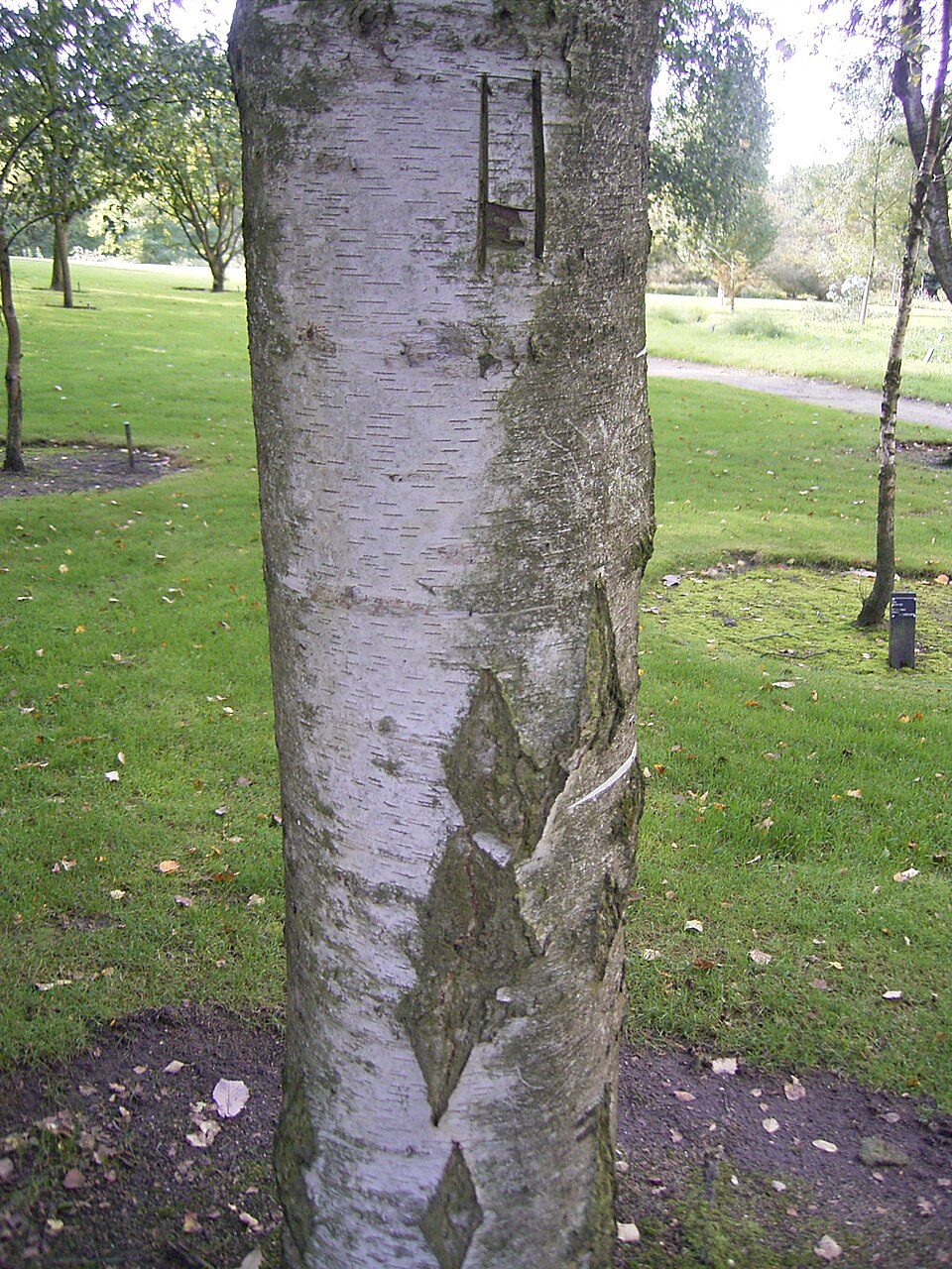 Betula pendula 'Youngii' (Young's weeping birch)