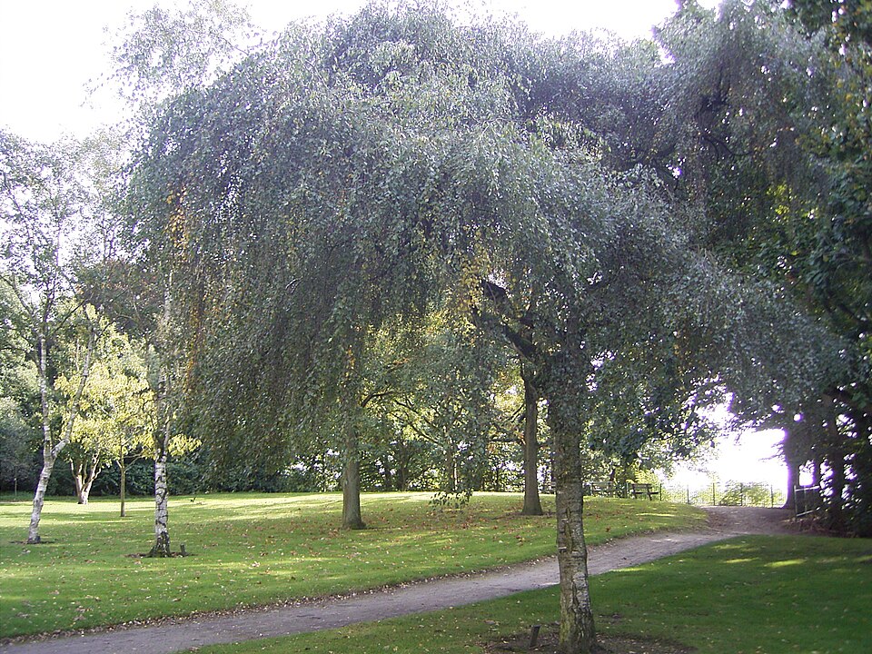 Betula pendula 'Youngii' (Young's weeping birch) (alternate view 2)