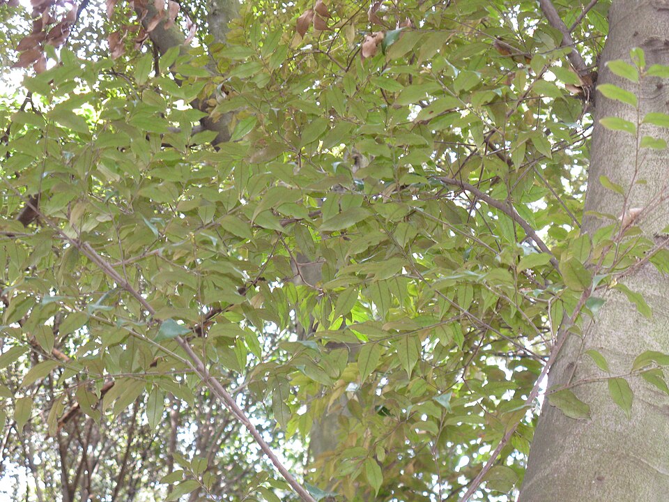 Castanopsis cuspidata (Japanese Chinquapin) (alternate view 7)