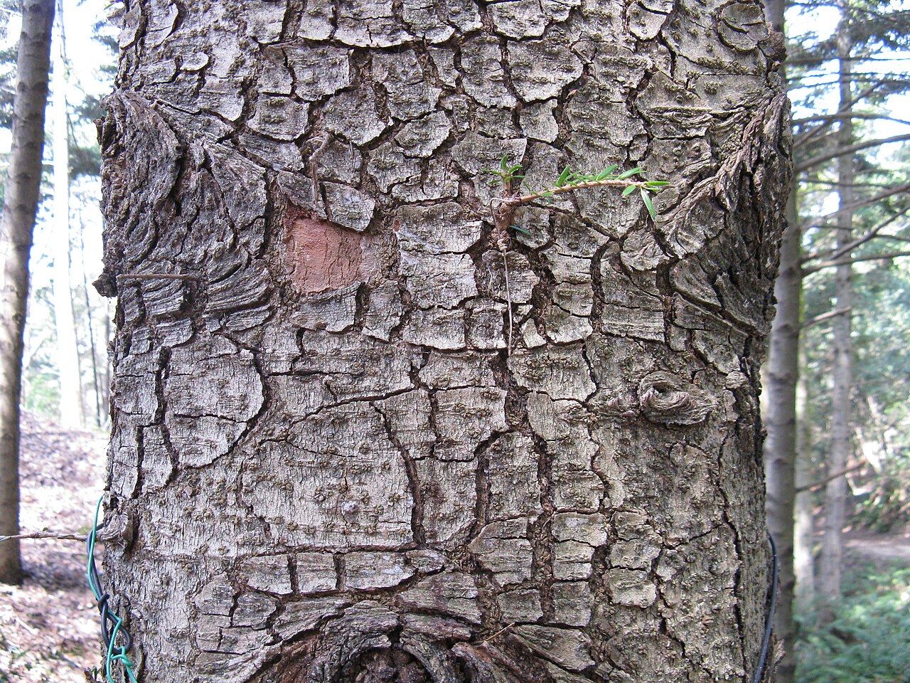 Abies firma, Momi fir — upright evergreen (Pinaceae) (image 3 of 10)
