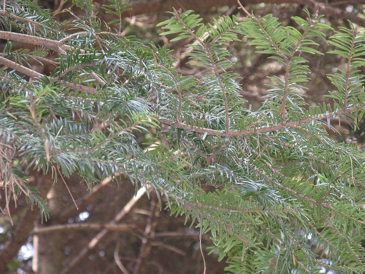 Abies firma, Momi fir — upright evergreen (Pinaceae) (image 4 of 10)