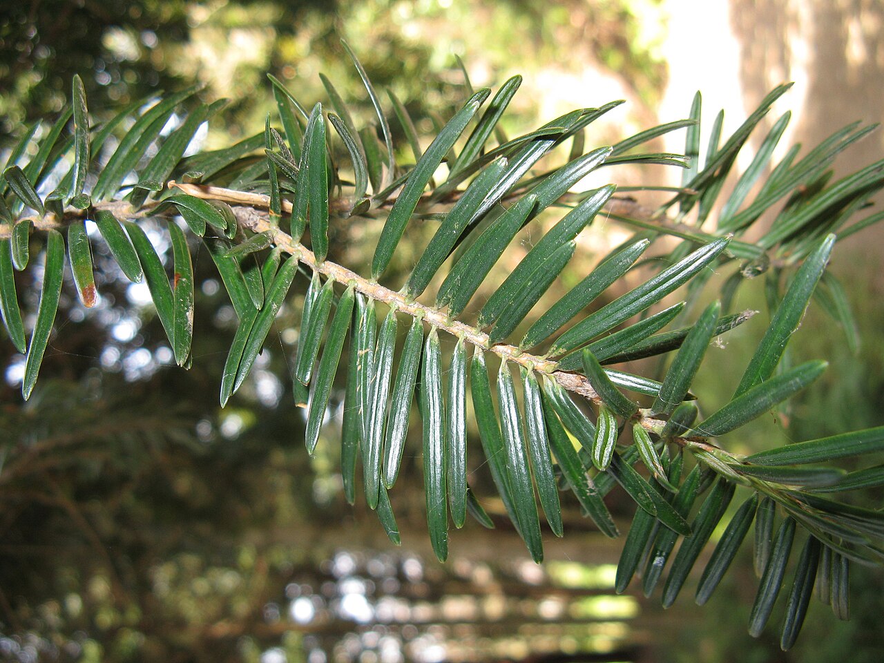 Abies firma, Momi fir — upright evergreen (Pinaceae) (image 5 of 10)