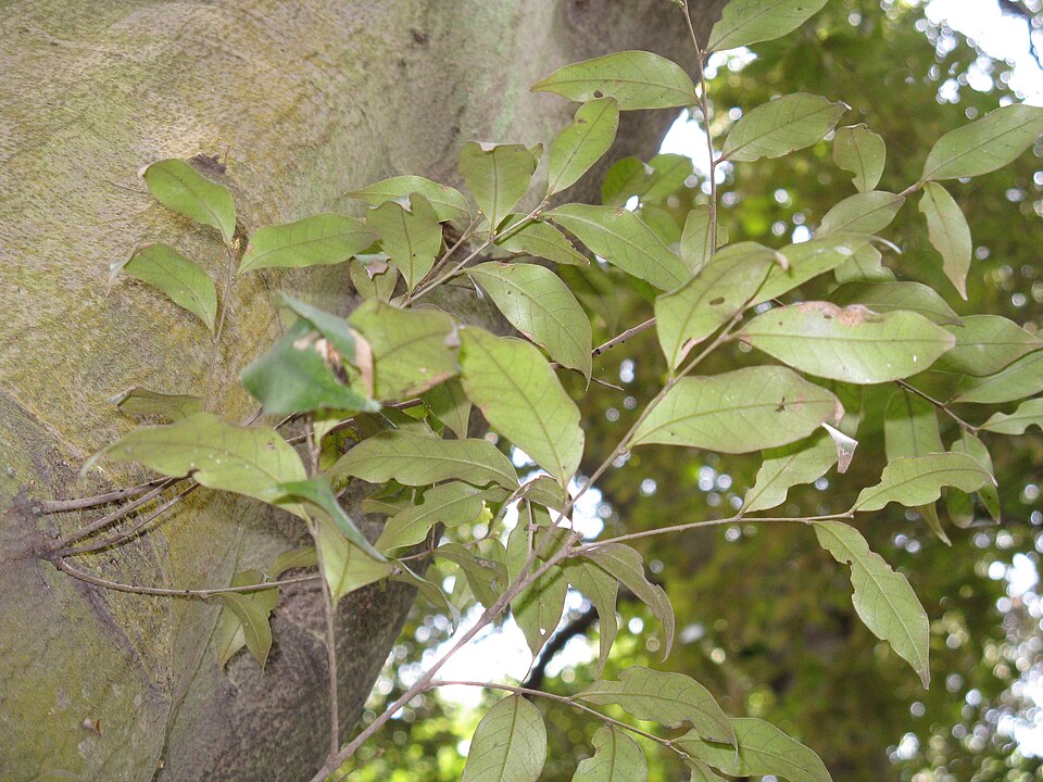 Castanopsis cuspidata (Japanese Chinquapin) (alternate view 9)