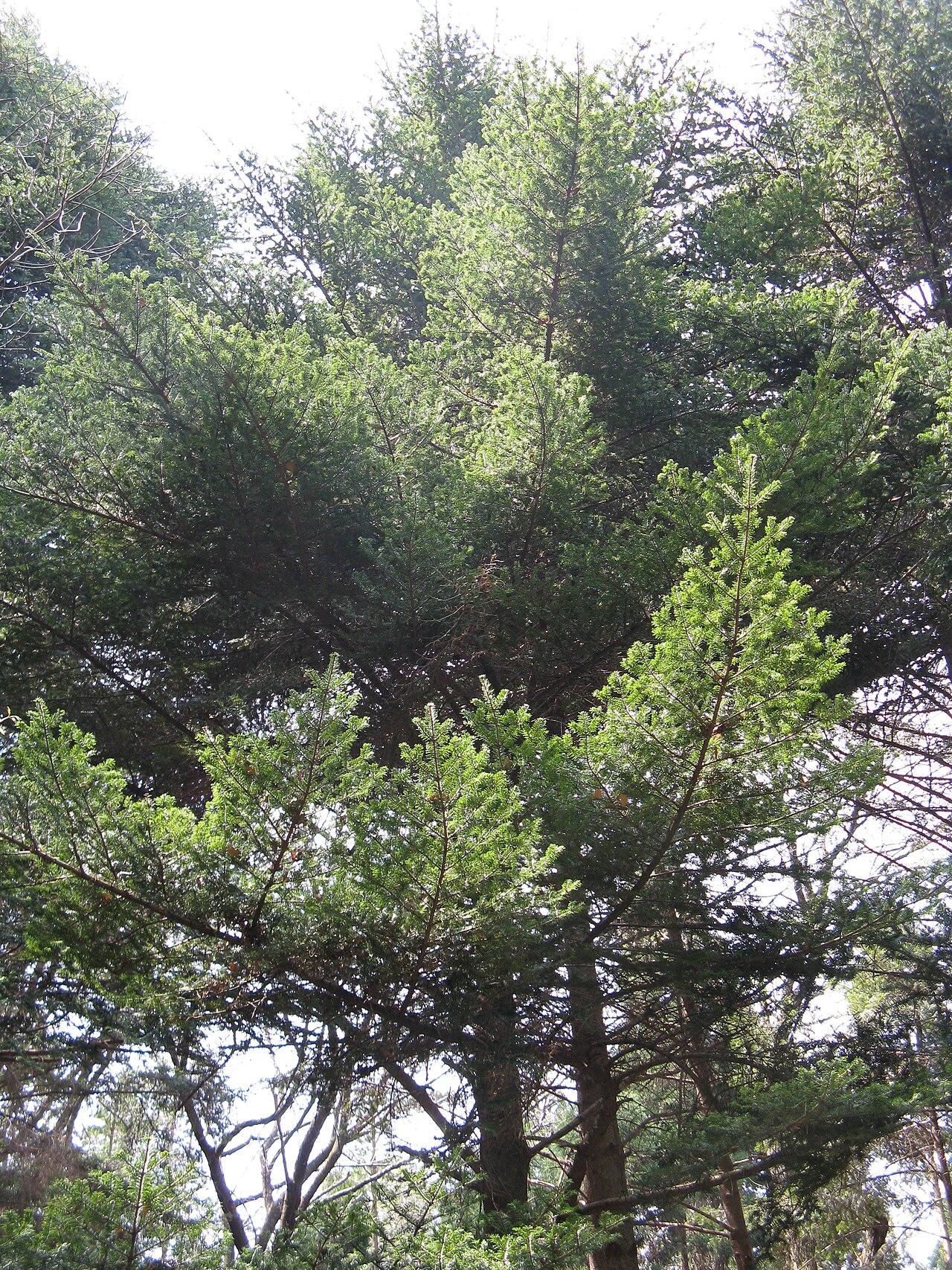 Abies firma, Momi fir — upright evergreen (Pinaceae) (image 6 of 10)