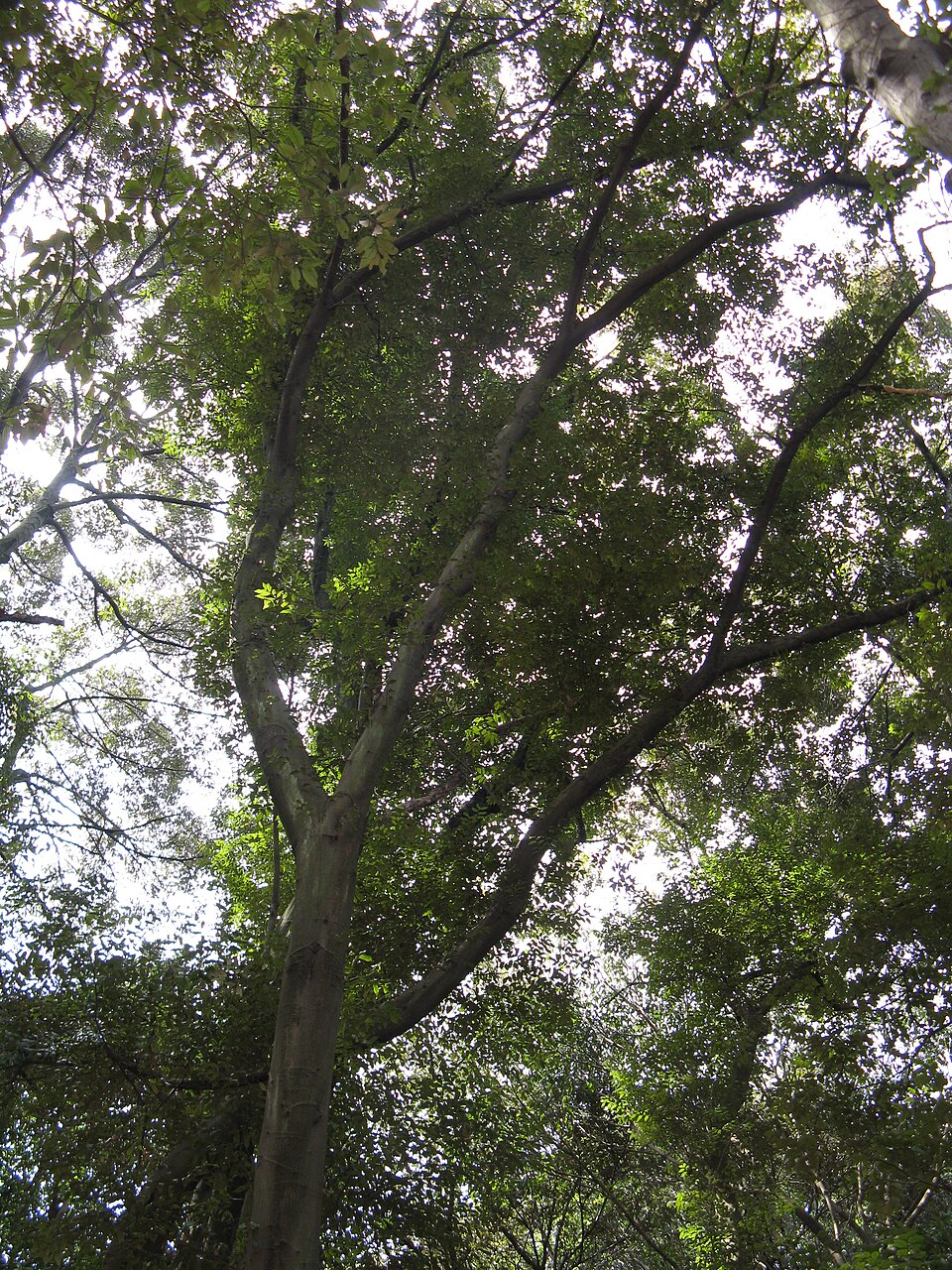 Castanopsis cuspidata (Japanese Chinquapin) (alternate view 10)