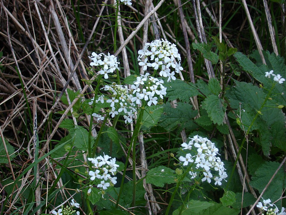 Pachyphragma macrophyllum (giant spring brassica) (alternate view 7)