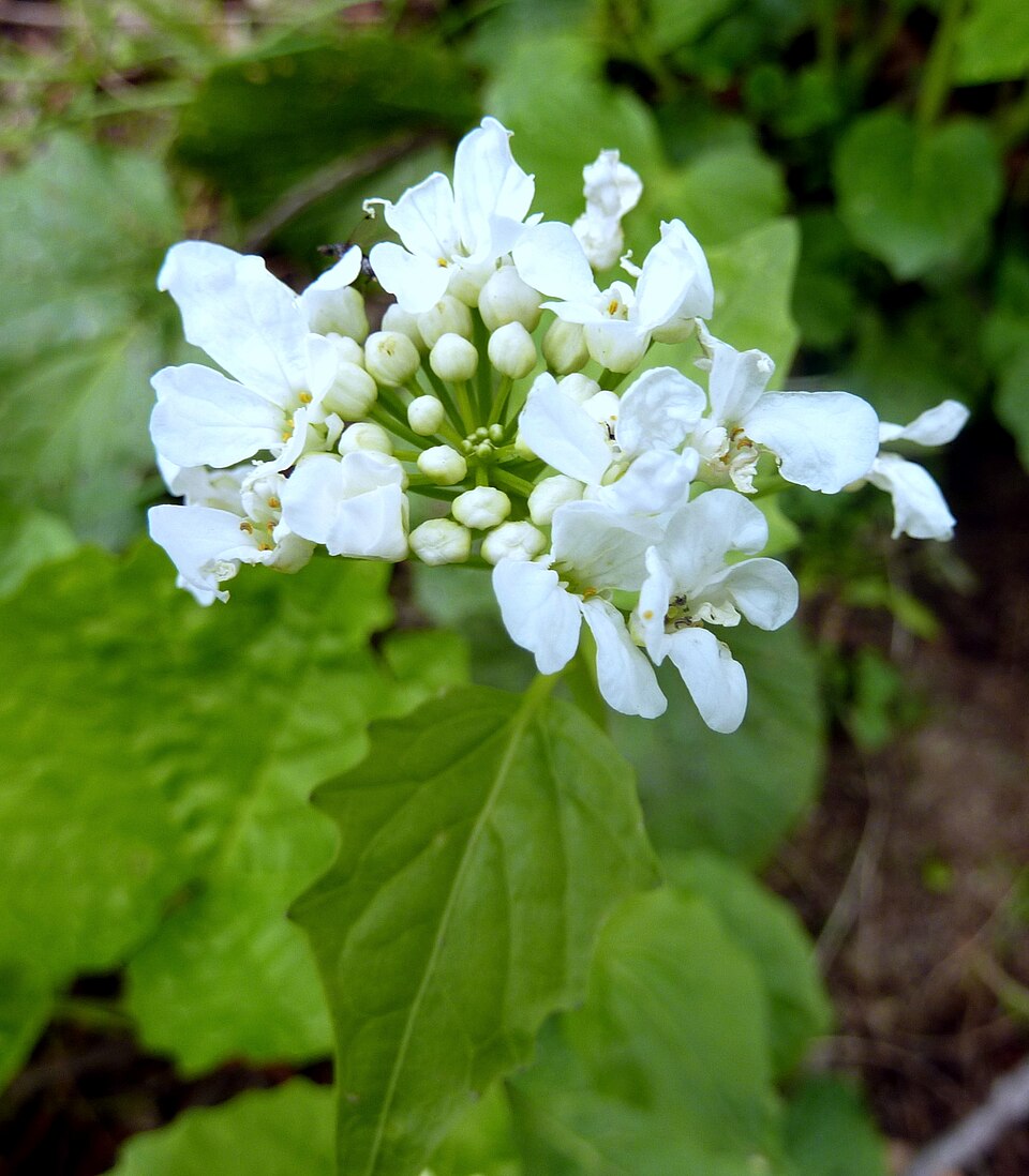 Pachyphragma macrophyllum (giant spring brassica) (alternate view 8)