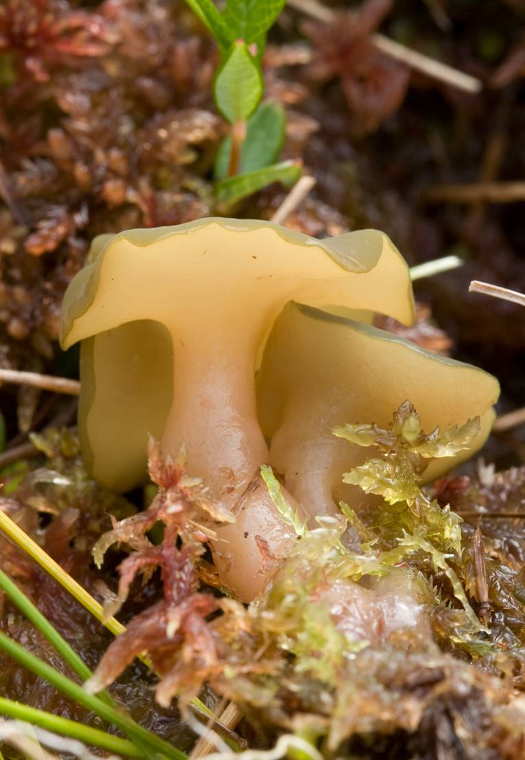 Sphagnum capillifolium (Northern Peatmoss)