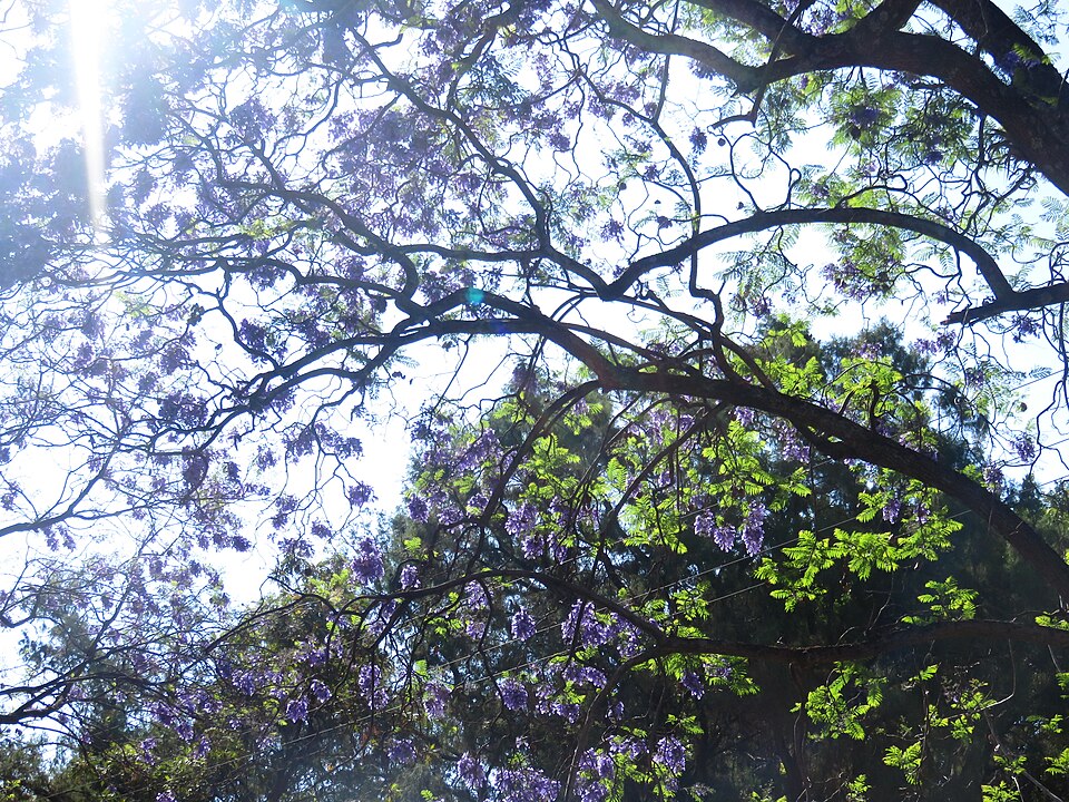 Jacaranda (jacarandas) (alternate view 6)