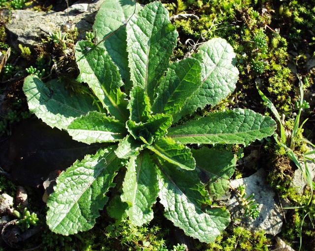 Lactuca virosa (bitter lettuce)