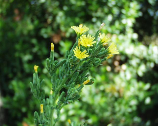 Lactuca virosa (bitter lettuce)