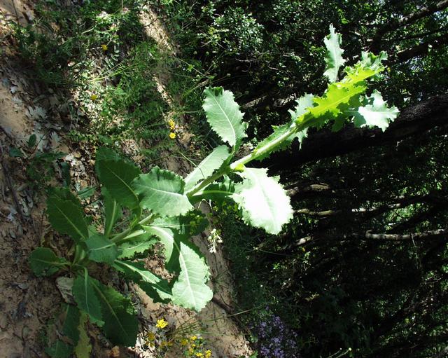 Lactuca virosa (bitter lettuce)