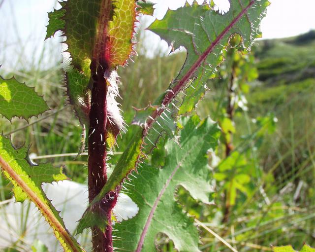 Lactuca virosa (bitter lettuce)