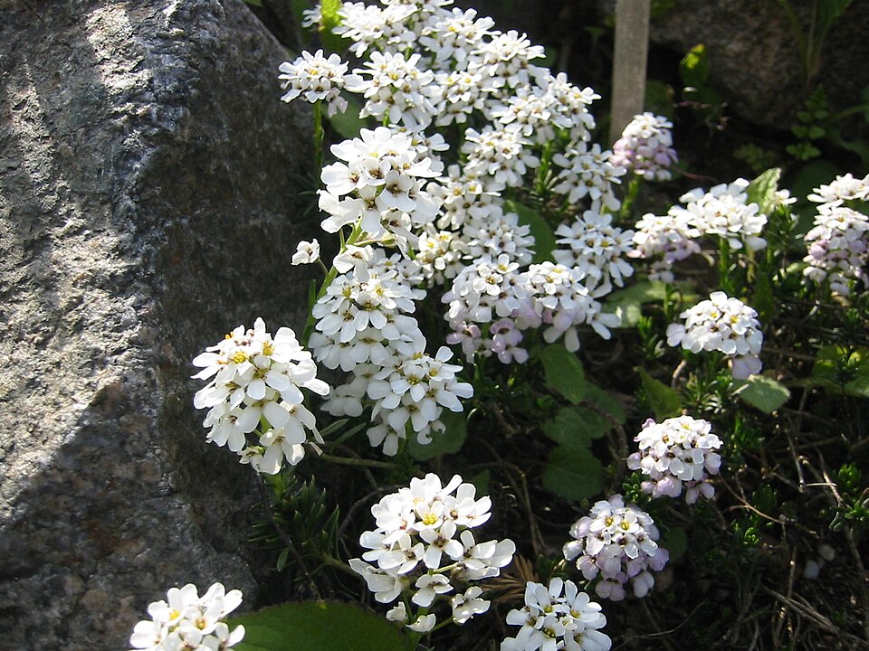 Iberis saxatilis (rock candytuft) (alternate view 6)