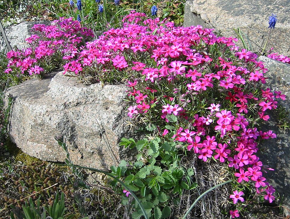 Phlox subulata 'Scarlet Flame' (Scarlet Flame Carpet Phlox)
