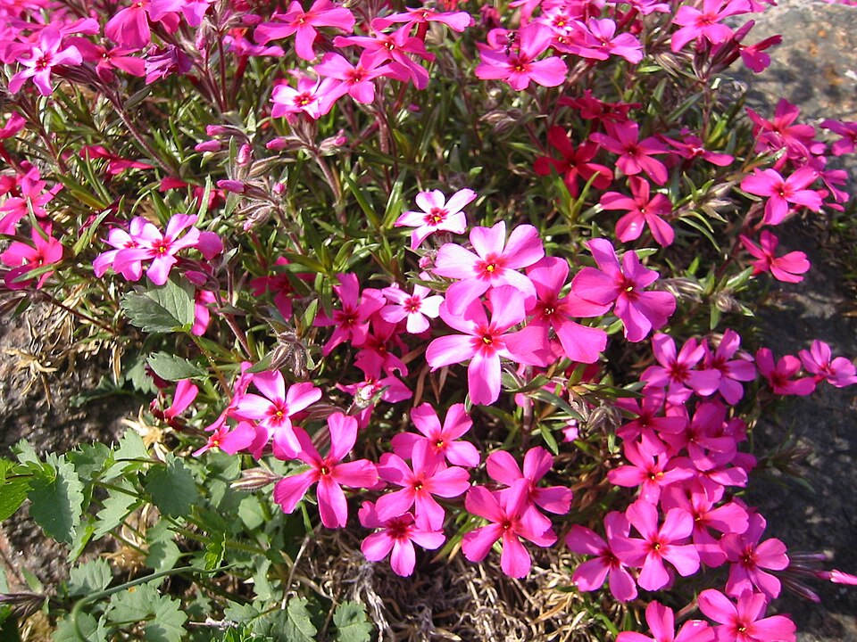 Phlox subulata 'Scarlet Flame' (Scarlet Flame Carpet Phlox) (alternate view 2)