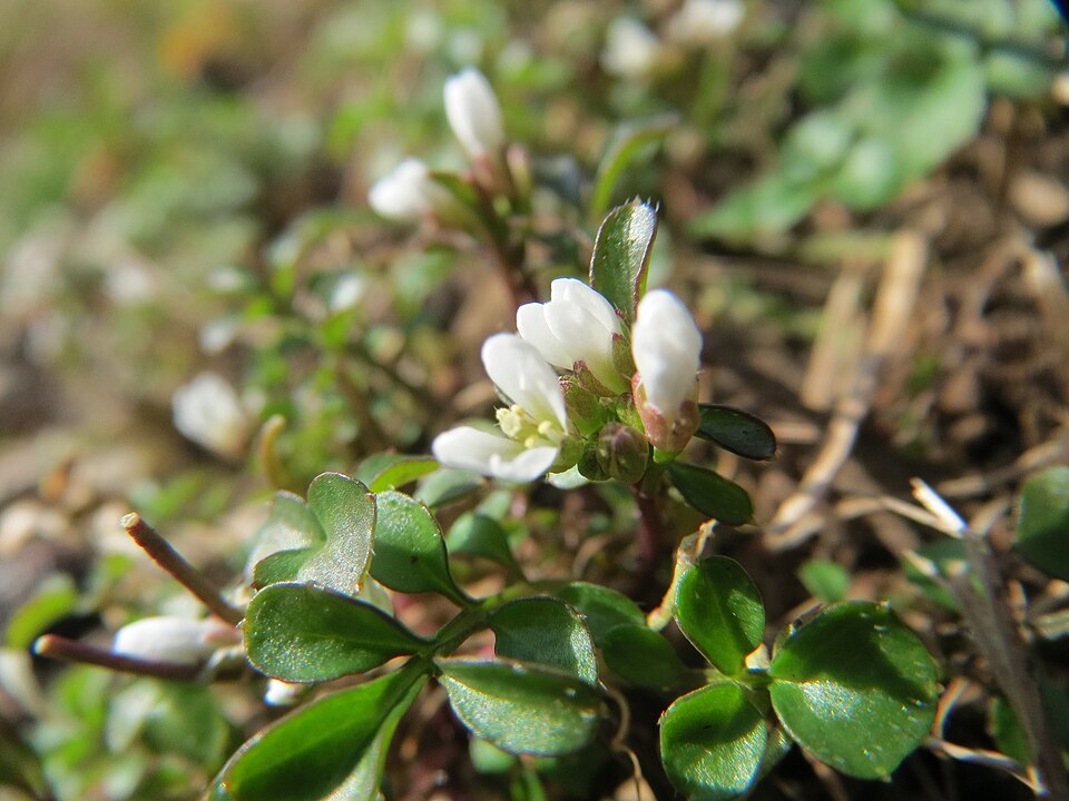 Cardamine hirsuta (shotweed) (alternate view 7)