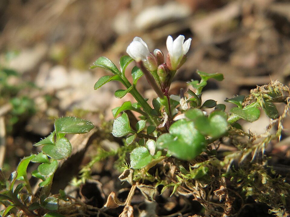 Cardamine hirsuta (shotweed) (alternate view 8)