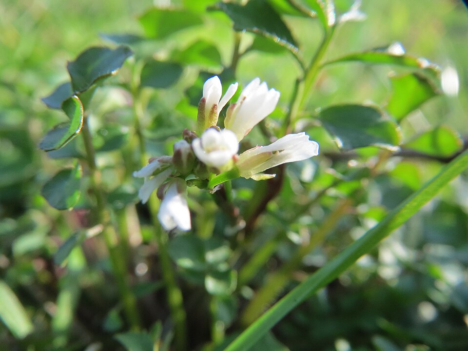Cardamine hirsuta (shotweed) (alternate view 9)