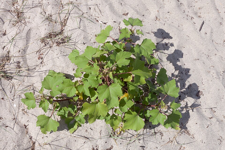 Xanthium strumarium (rough cocklebur)